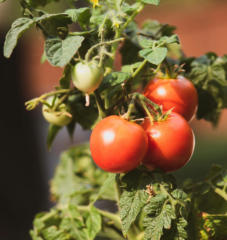 tomatoes nutrition