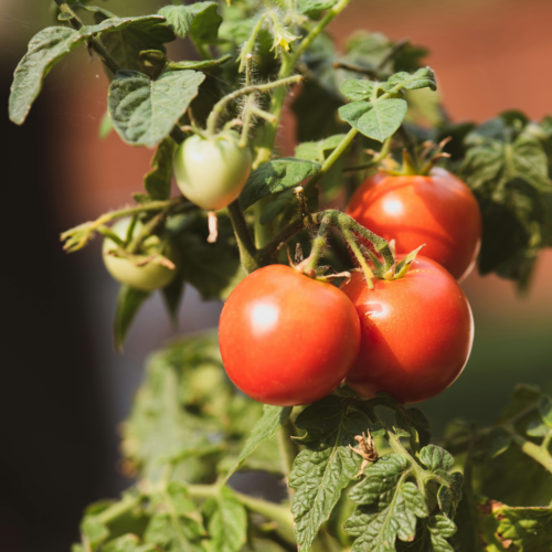 tomatoes nutrition